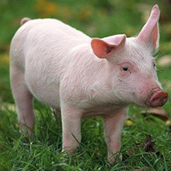 山东合同生猪养殖项目