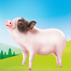 四川合同种猪养殖项目