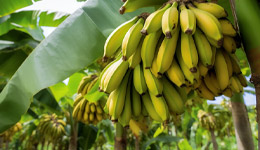 广西香蕉种植基地建设项目