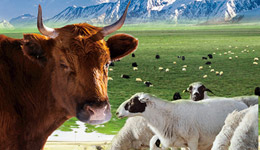内蒙古农产品加工销售一体化项目