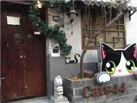 “借猫也要开店”，猫咪咖啡馆是个什么套路？