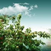 云南大理•大型水果种植与休闲旅游一体化开发项目188金宝搏客服1亿元